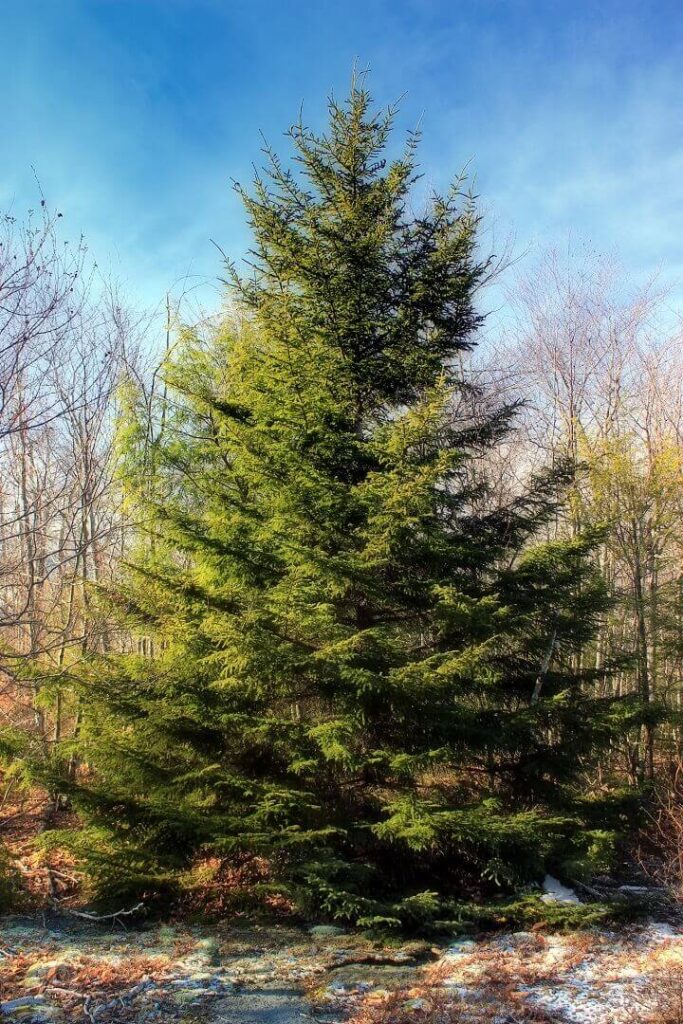 Red Spruce Tree