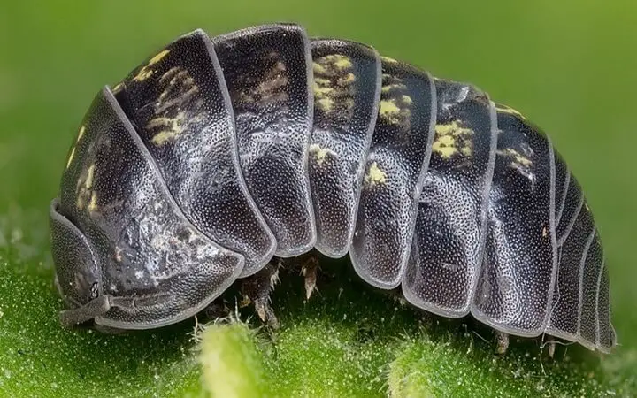 Roly Poly Up Close