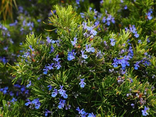 Rosemary | Native American Herbs