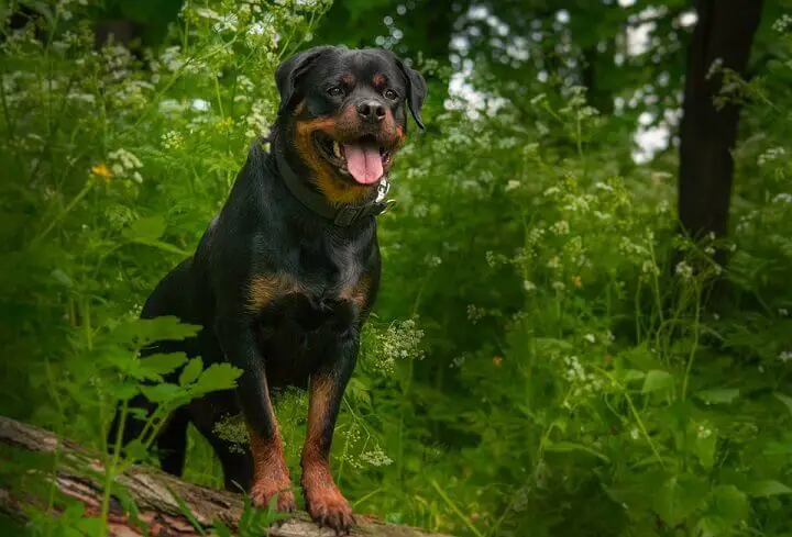 Rottweiler in the Woods