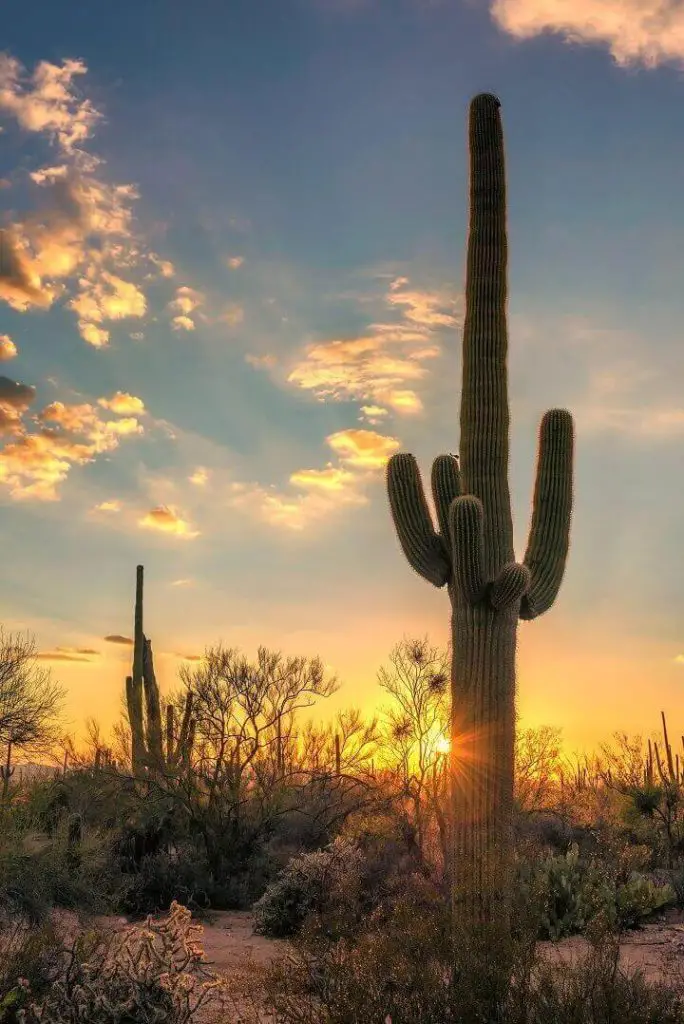 Saguaro Cactus in the Desert