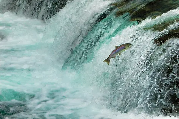 Salmon Jumping Waterfall