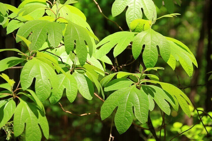 Sassafras Leaves in the Sunshine
