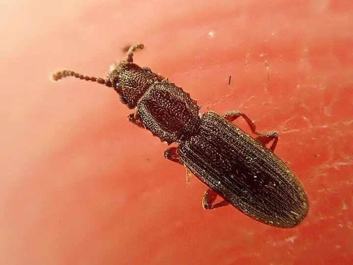 Saw-Toothed Grain Beetle