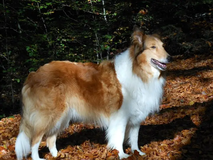 Scotch Collie Dog