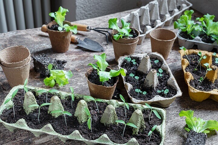 Seedlings in Various Trays