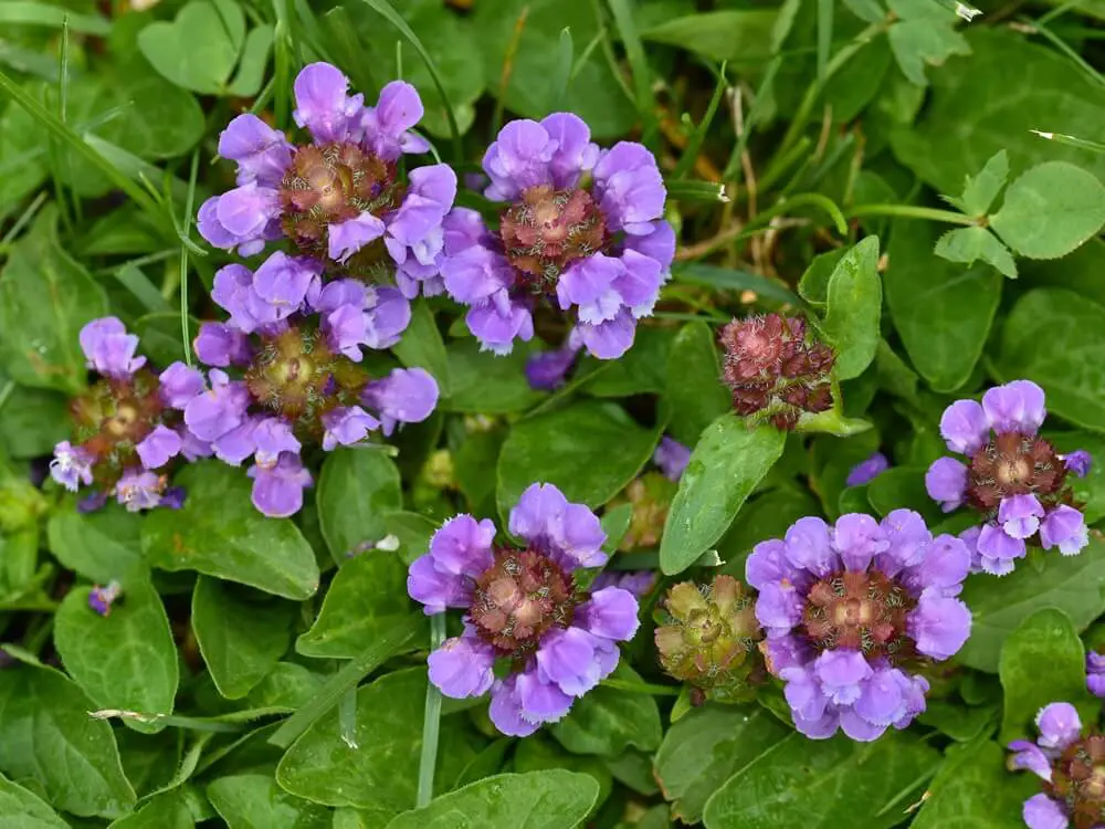 Self-Heal (Prunella vulgaris)