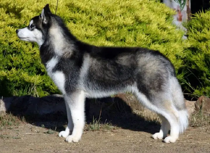 Siberian Huskie Dog