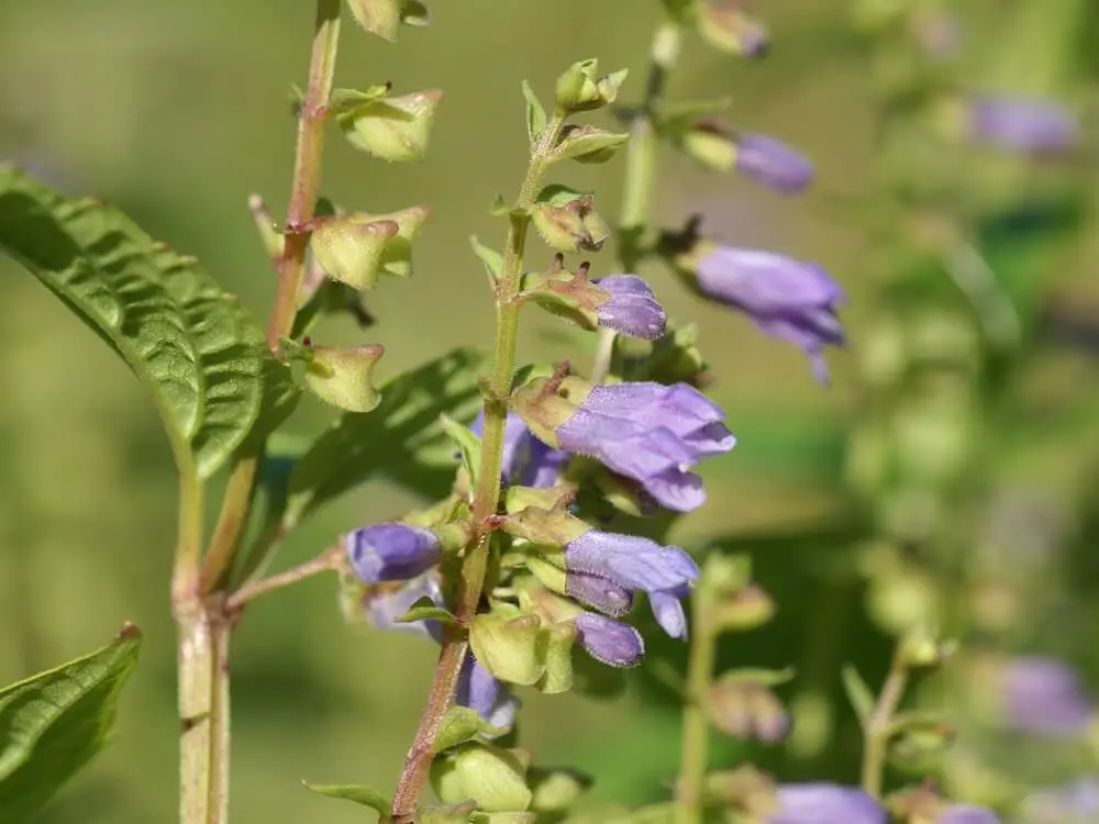 Skullcap (Scutellaria lateriflora)