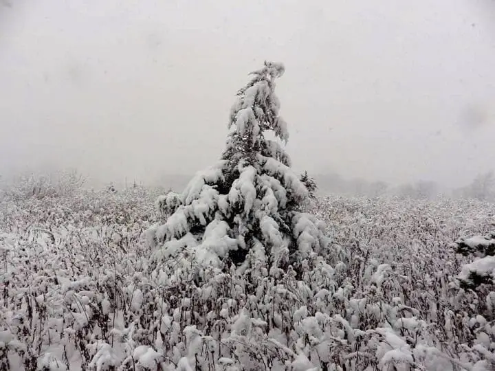 Snow Covered Plant
