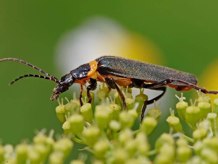 Soldier Beetle on Plant