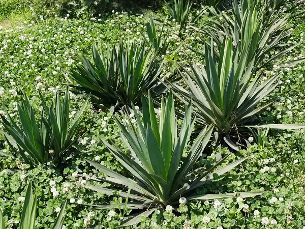 Spanish Dagger | Best Plants for Home Security