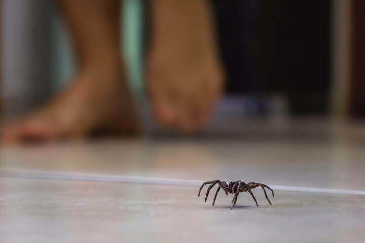 Spider Near Human Feet