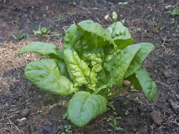 Spinach Plant