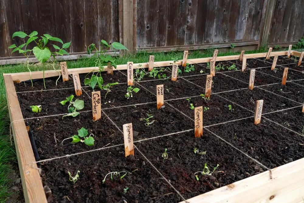 Square Foot Garden
