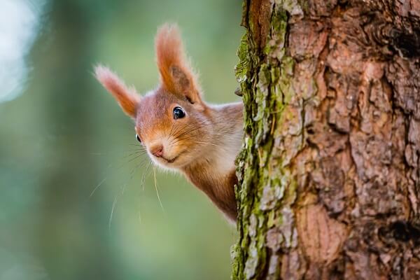 Squirrel Behind Tree