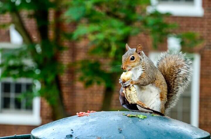 Squirrel on a Garbage Can