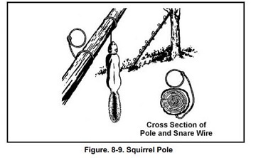 Squirrel Pole