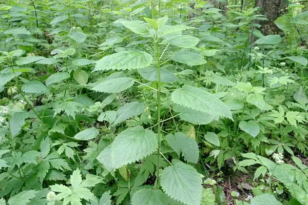 Stinging Nettle In The Woods