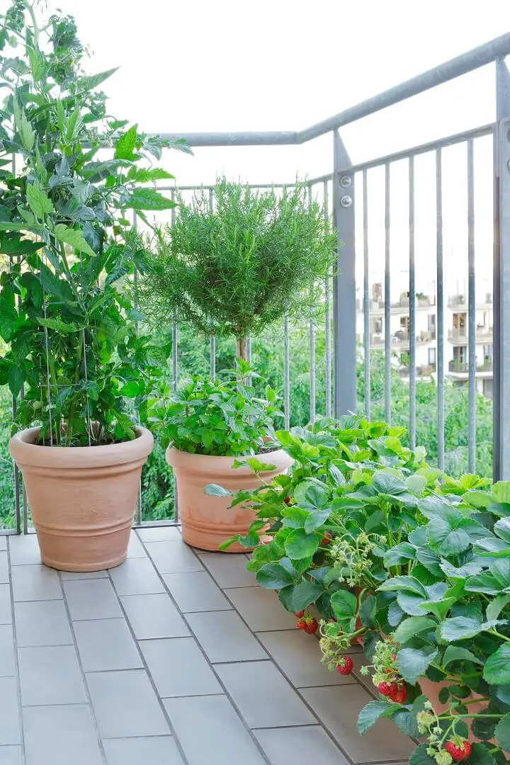 Strawberries, Tomatoes, and Rosemary Growing in Buckets
