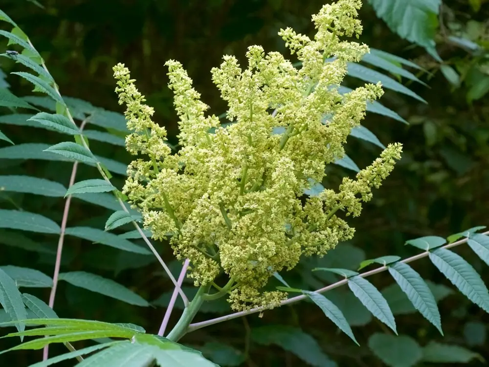 Sumac (Rhus glabra)