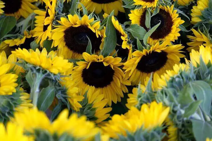 Sunflowers