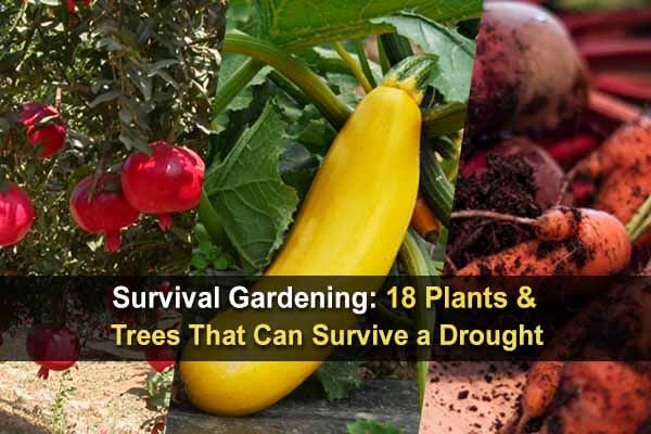 Survival Gardening: 18 Plants & Trees That Can Survive a Drought