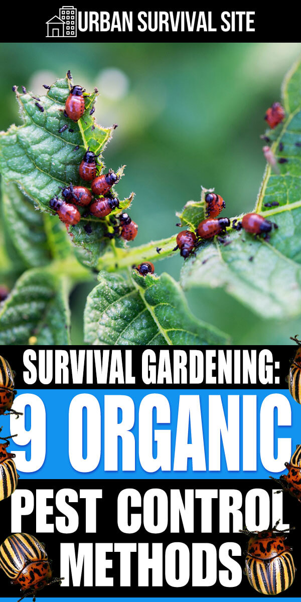 Survival Gardening: 9 Organic Pest Control Methods