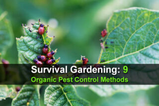 Survival Gardening: 9 Organic Pest Control Methods