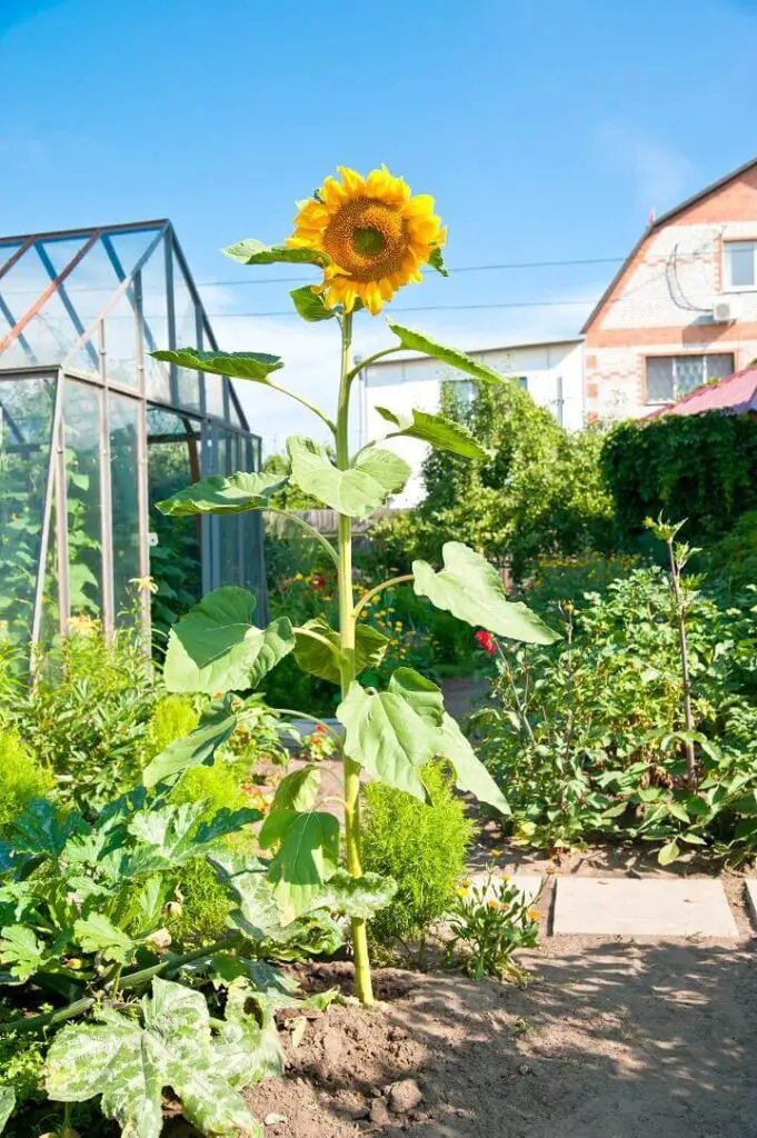 Tall Sunflower Plant