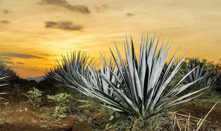 Tequila Agave at Sunset