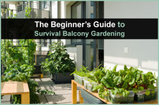 The Beginner's Guide to Survival Balcony Gardening