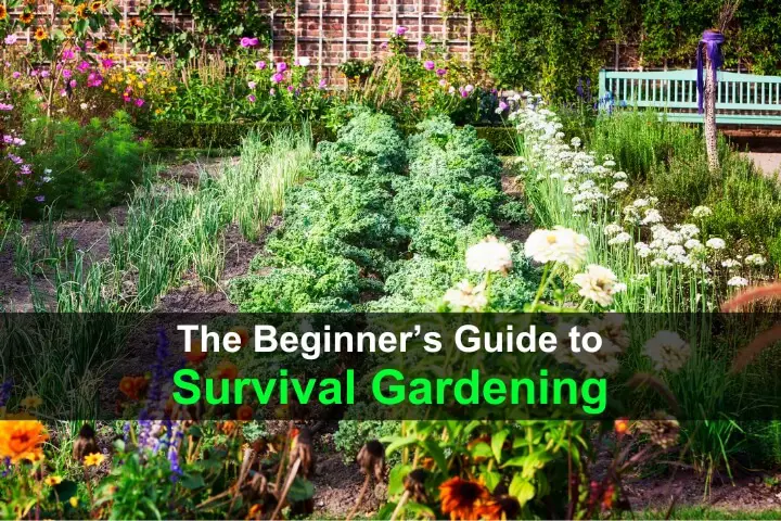 The Beginner’s Guide to Survival Gardening