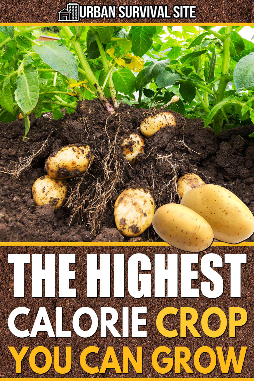 The Highest Calorie Crop You Can Grow