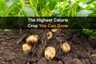 The Highest Calorie Crop You Can Grow