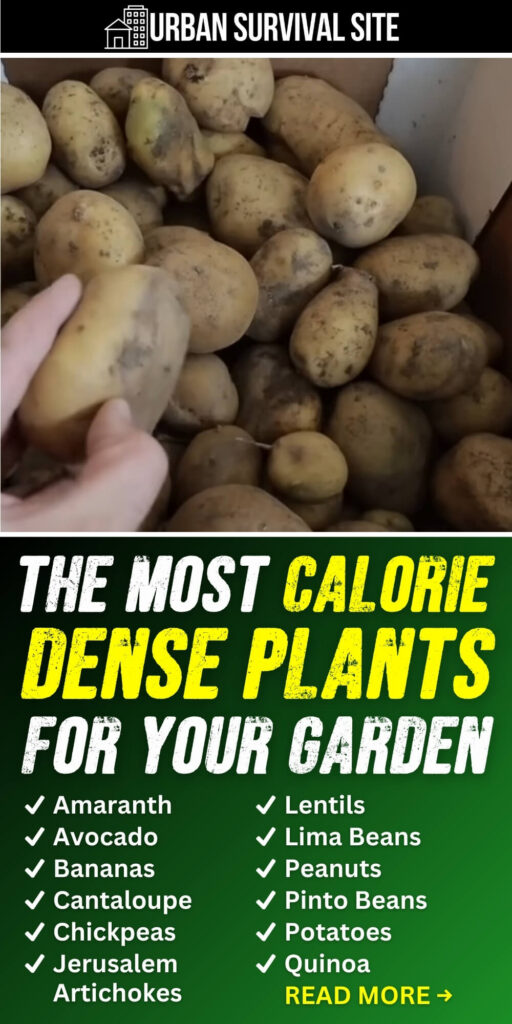 The Most Calorie-Dense Plants for Your Garden