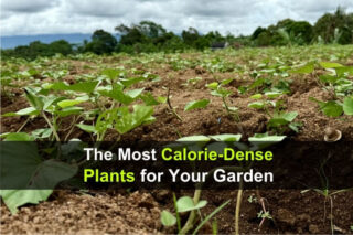 The Most Calorie-Dense Plants for Your Garden