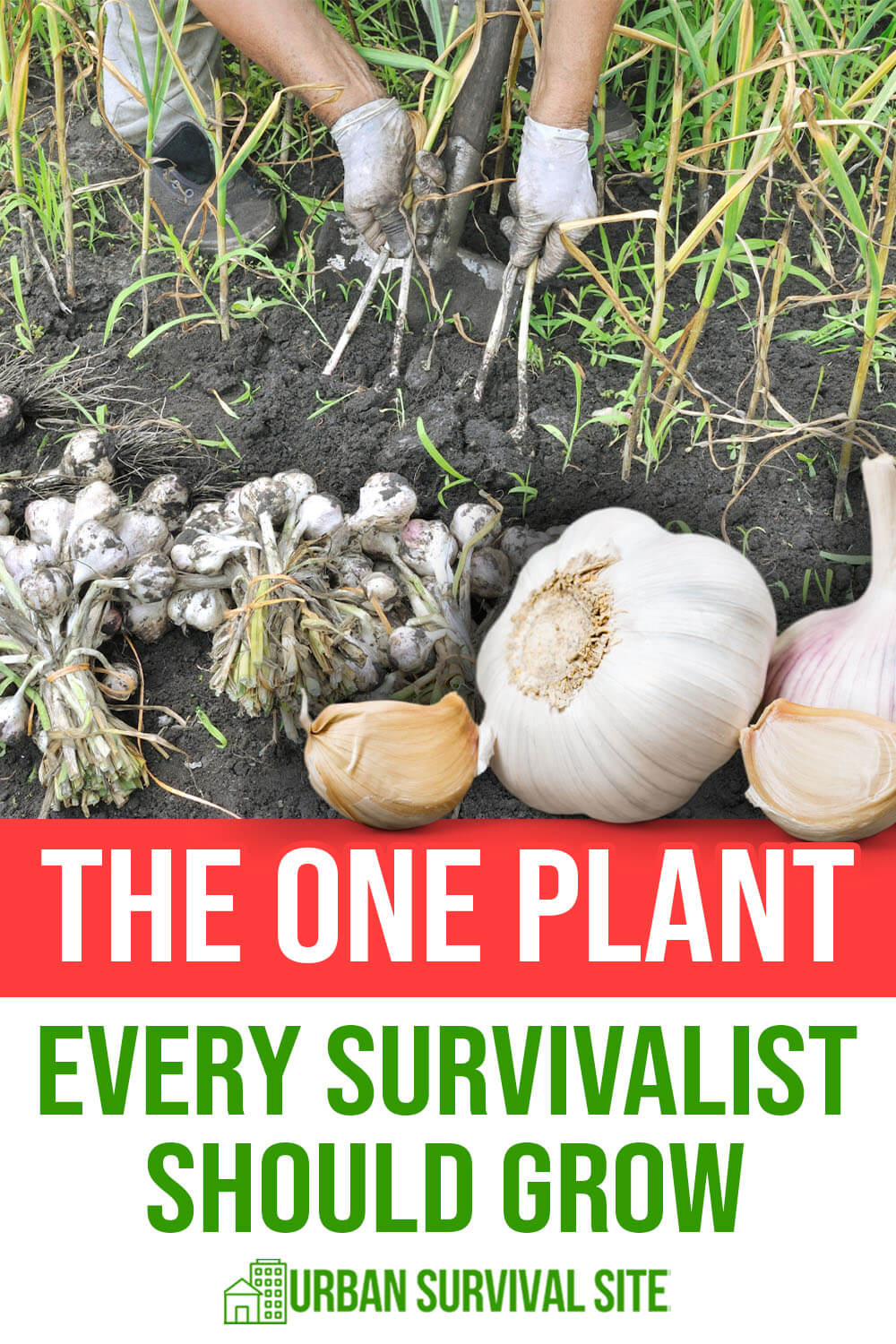 The One Plant Every Survivalist Should Grow