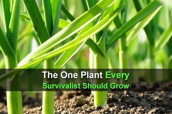 The One Plant Every Survivalist Should Grow