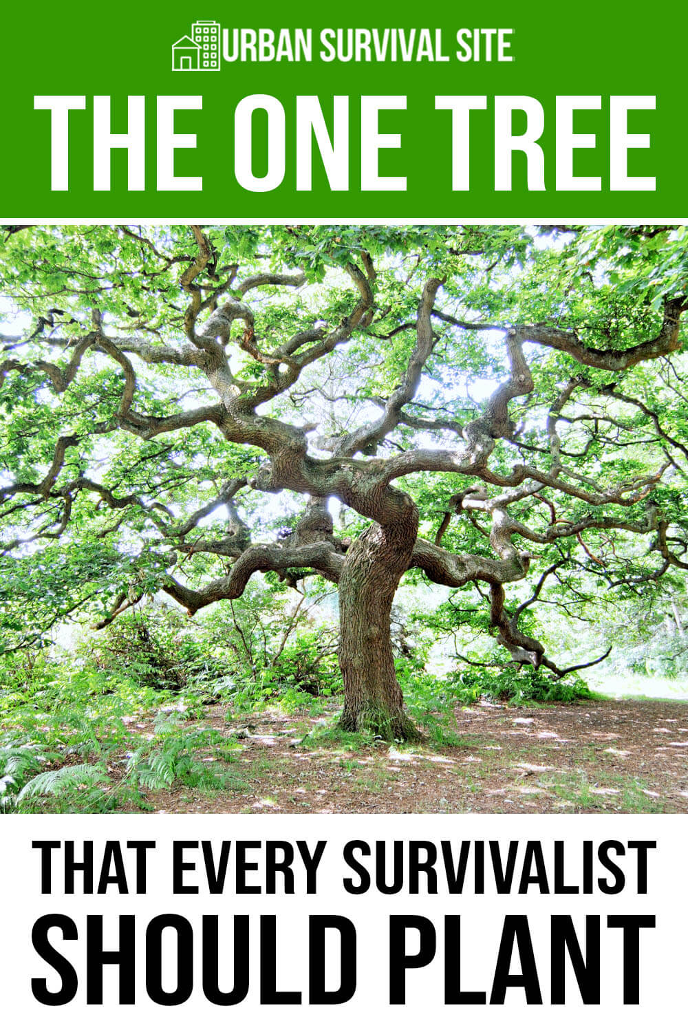 The One Tree That Every Survivalist Should Plant