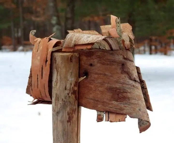 The Pine Bark Torch
