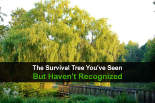 The Survival Tree You've Seen But Haven't Recognized