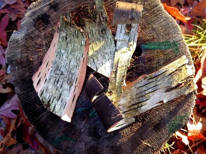 Thin Pieces Of Bark