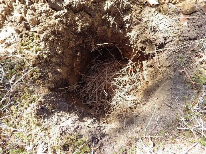 Tinder Lining The Pit