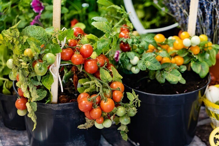 Tomatoes Growing in Pots