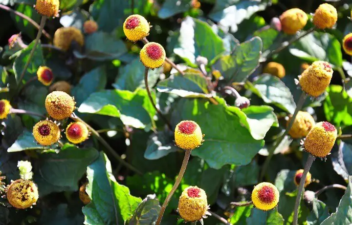 Toothache Plant
