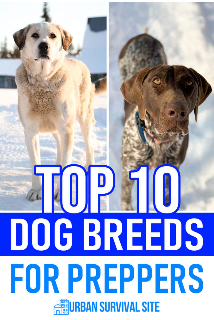 Top 10 Dog Breeds For Preppers