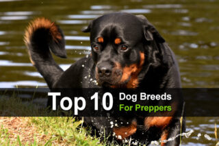 Top 10 Dog Breeds For Preppers