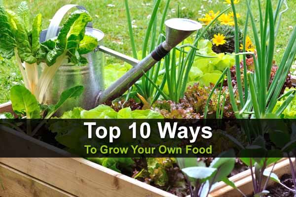 Top 10 Ways to Grow Your Own Food