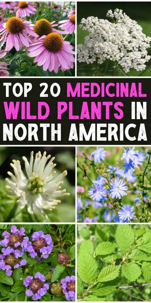 Top 20 Medicinal Wild Plants in North America
